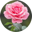 Saniya Karande profile picture